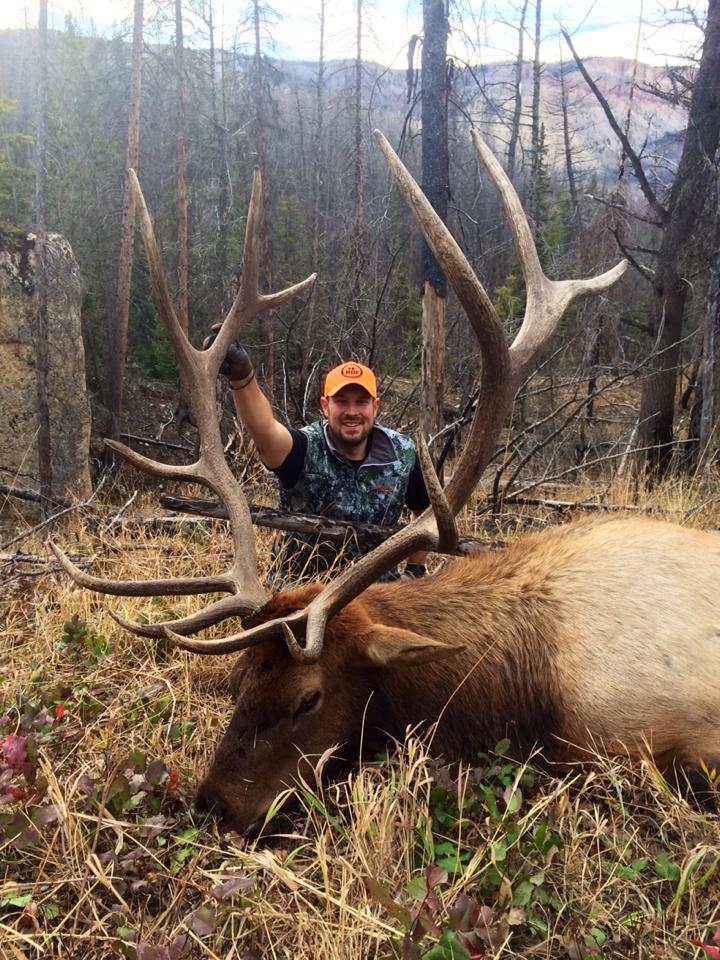 Rocky Mountain Elk